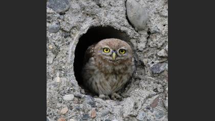 Kukumav » Little Owl » Athene noctua