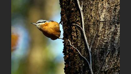 Sıvacı » Eurasian Nuthatch » Sitta europaea