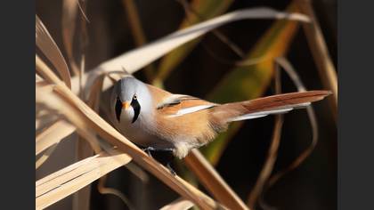 Bıyıklı baştankara » Bearded Reedling » Panurus biarmicus