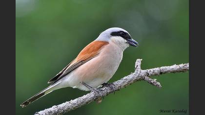 Kızılsırtlı örümcekkuşu » Red-backed Shrike » Lanius collurio