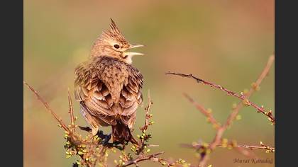 Tepeli toygar » Crested Lark » Galerida cristata