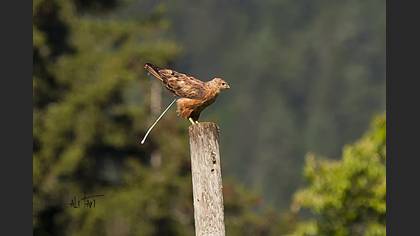 Kızıl şahin » Long-legged Buzzard » Buteo rufinus