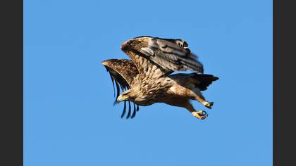 Şah kartal
