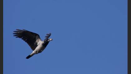 Leş kargası » Hooded Crow » Corvus cornix