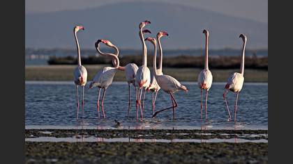 Flamingo