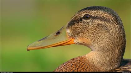 Yeşilbaş » Mallard » Anas platyrhynchos
