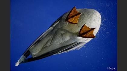 Gümüş martı » Yellow-legged Gull » Larus michahellis