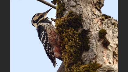 Aksırtlı ağaçkakan
