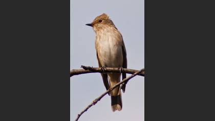 Benekli sinekkapan » Spotted Flycatcher » Muscicapa striata