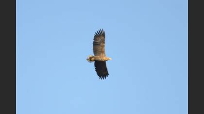Akkuyruklu kartal