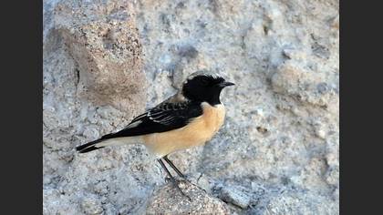 Karakulaklı kuyrukkakan » Black-eared Wheatear » Oenanthe melanoleuca