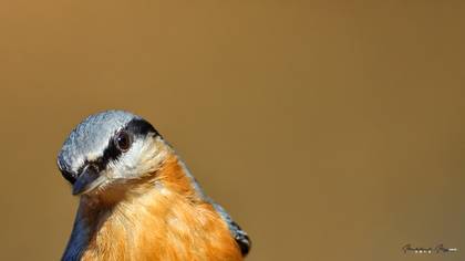 Sıvacı » Eurasian Nuthatch » Sitta europaea
