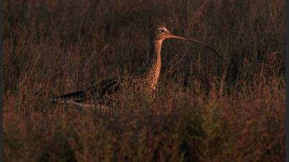 Kervançulluğu