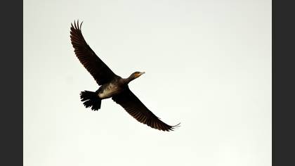 Karabatak