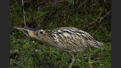 Balaban » Eurasian Bittern » Botaurus stellaris