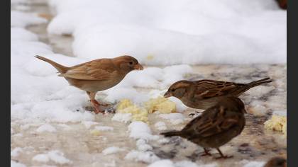 Serçe » House Sparrow » Passer domesticus