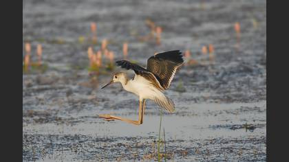 Uzunbacak » Black-winged Stilt » Himantopus himantopus