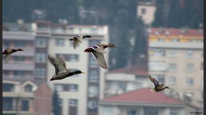 Yeşilbaş