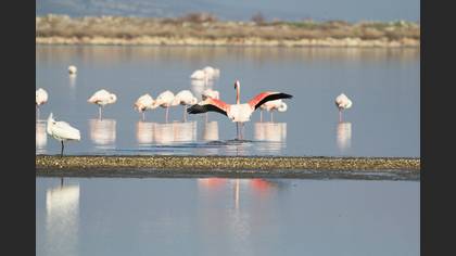 Flamingo