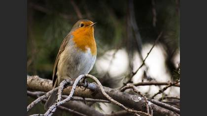 Kızılgerdan » European Robin » Erithacus rubecula