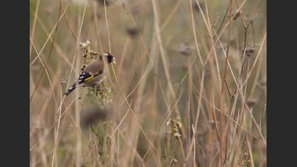 Saka » European Goldfinch » Carduelis carduelis