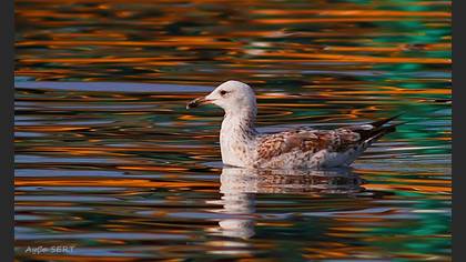 Gümüş martı » Yellow-legged Gull » Larus michahellis