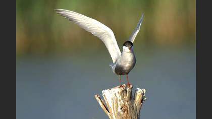 Bıyıklı sumru