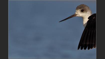 Uzunbacak » Black-winged Stilt » Himantopus himantopus