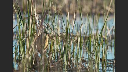 Küçük balaban » Little Bittern » Botaurus minutus