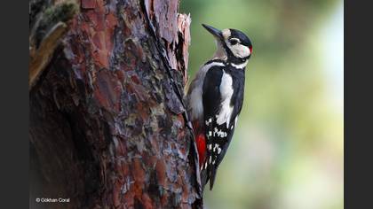 Orman alaca ağaçkakanı