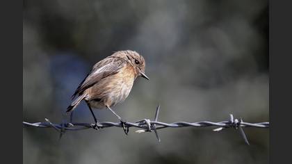 Taşkuşu » European Stonechat » Saxicola rubicola