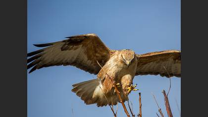 Kızıl şahin » Long-legged Buzzard » Buteo rufinus
