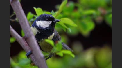 Büyük baştankara » Great Tit » Parus major