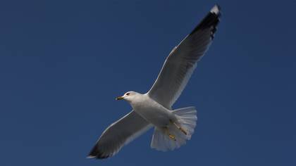 Küçük gümüş martı » Mew Gull » Larus canus