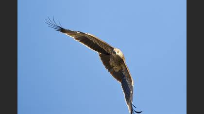 Şah kartal » Eastern Imperial Eagle » Aquila heliaca