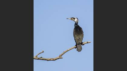 Karabatak » Great Cormorant » Phalacrocorax carbo