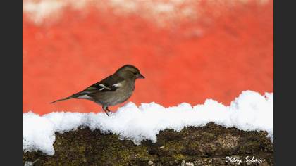 İspinoz » Common Chaffinch » Fringilla coelebs