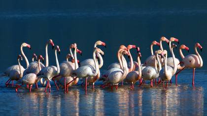 Flamingo
