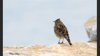 Tarlakuşu » Eurasian Skylark » Alauda arvensis
