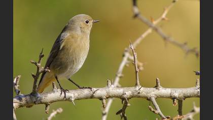 Kızılkuyruk » Common Redstart » Phoenicurus phoenicurus