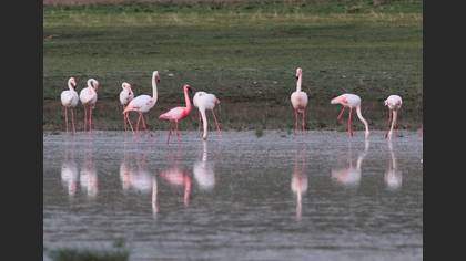 Küçük flamingo