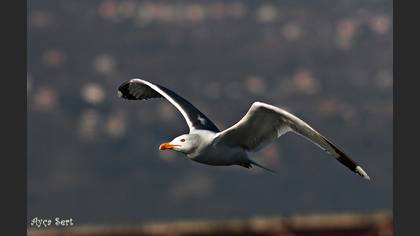 Gümüş martı » Yellow-legged Gull » Larus michahellis