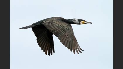 Karabatak » Great Cormorant » Phalacrocorax carbo