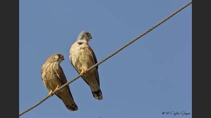 Küçük kerkenez