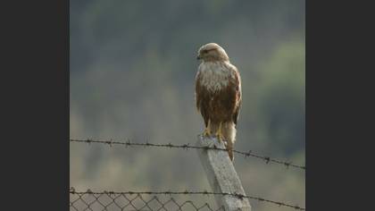 Kızıl şahin » Long-legged Buzzard » Buteo rufinus