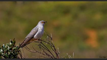 Guguk » Common Cuckoo » Cuculus canorus