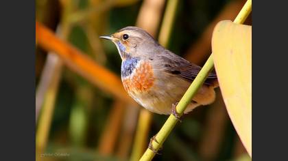 Mavigerdan » Bluethroat » Luscinia svecica