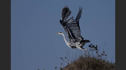 Gri balıkçıl » Grey Heron » Ardea cinerea