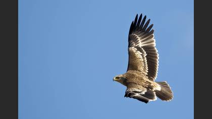Şah kartal » Eastern Imperial Eagle » Aquila heliaca