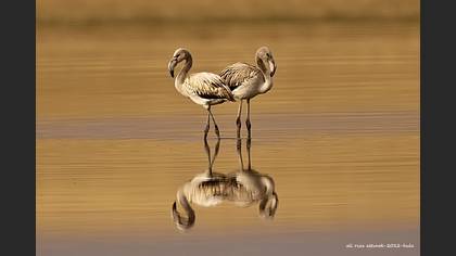 Flamingo
